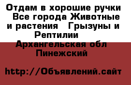 Отдам в хорошие ручки - Все города Животные и растения » Грызуны и Рептилии   . Архангельская обл.,Пинежский 